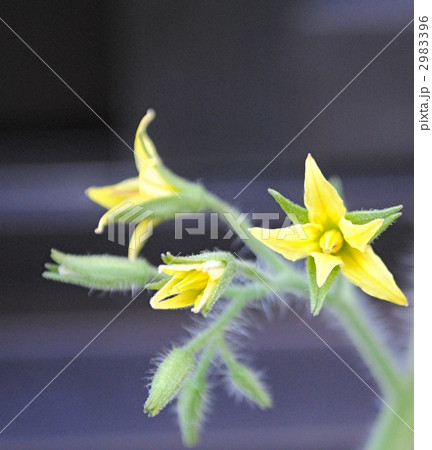 トマトの花 トマトの花 2983396
