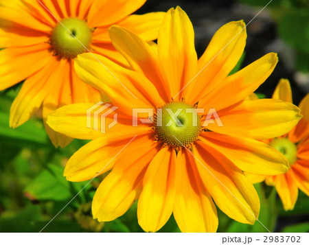 ルドベキア 2983702