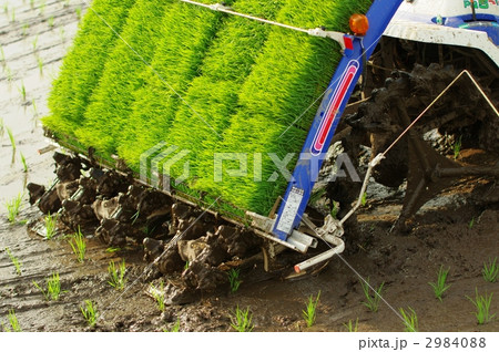 田植え 2984088