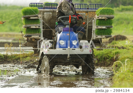田植え 田植え 2984134