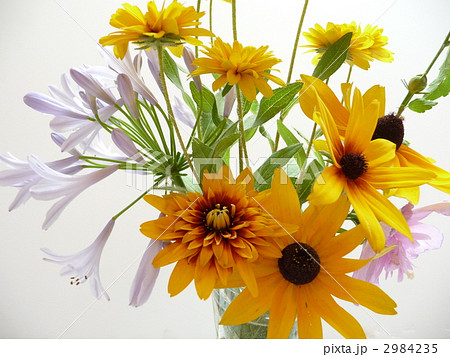 夏の花たち 2984235