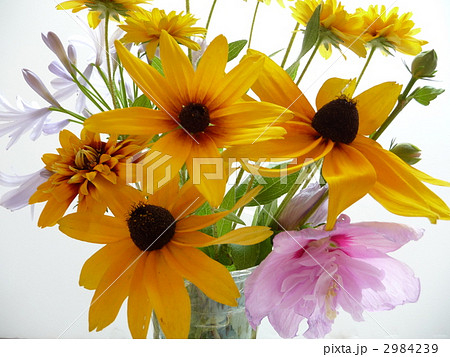 夏の花たち 夏の花たち 2984239