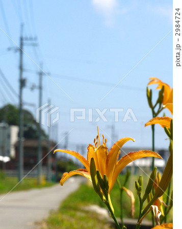 ノカンゾウ 2984724