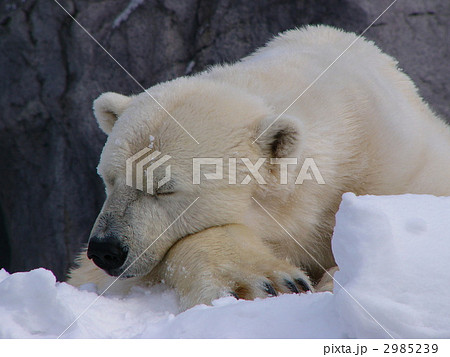 ホッキョクグマの昼寝 2985239