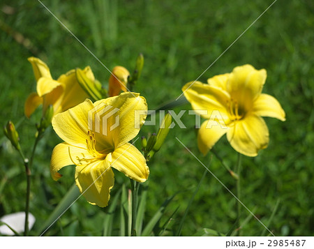 ユウスゲ 2985487