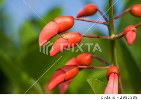 アメリカデイゴの蕾 アメリカデイゴの蕾 2985588