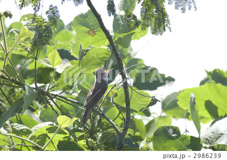 オオヨシキリ 2986239