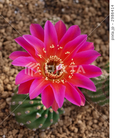 ショッキングピンクの花 サボテンの花 仙人掌の写真素材