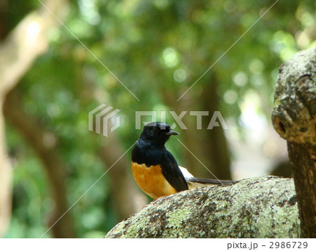 アカハラシキチョウ 2986729