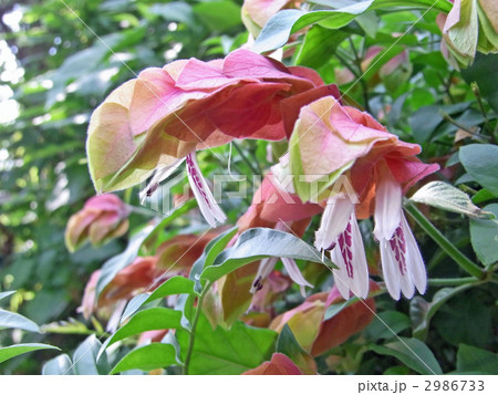 コエビソウ コエビソウ 2986733