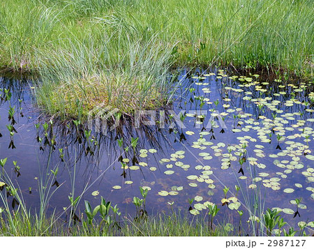 尾瀬国立公園　尾瀬ヶ原の池塘 2987127