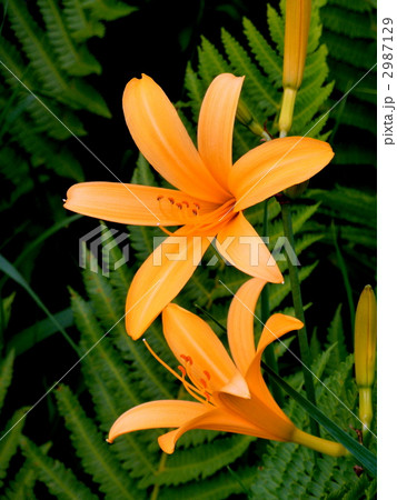 尾瀬国立公園　尾瀬ヶ原に咲くニッコウキスゲ 2987129