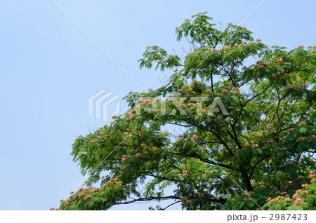 ネムノキ 2987423