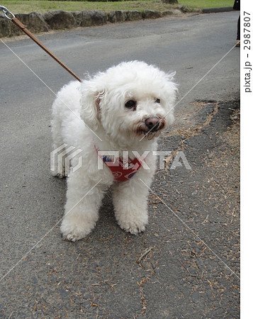 うちの犬❤の写真素材 [2987807] - PIXTA