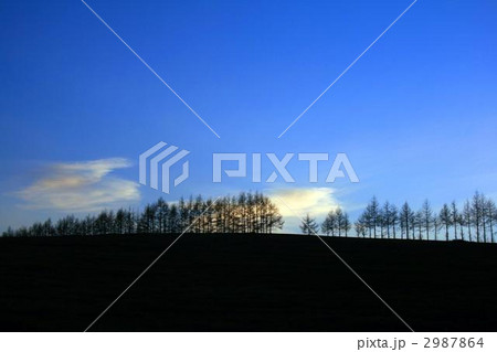 丘に並んだ木々 丘に並んだ木々 2987864
