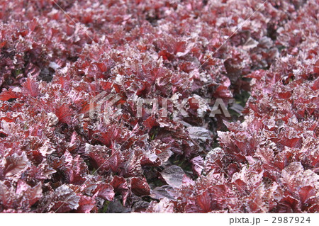赤シソ畑 赤シソ畑 2987924