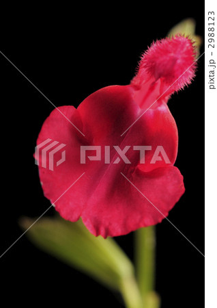 チェリーセージ 2988123