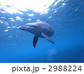 2988224