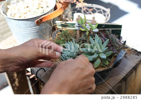 多肉植物 2988285