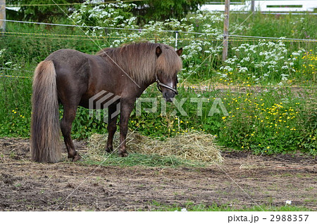 しっぽが綺麗な競走馬の写真素材