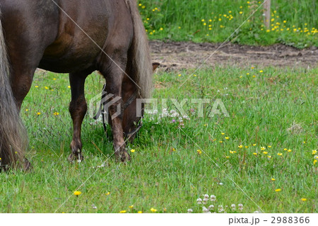 食事中の馬 2988366