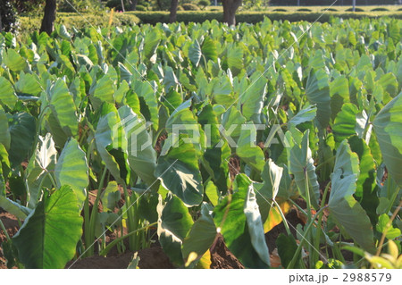 里芋畑 里芋畑 2988579