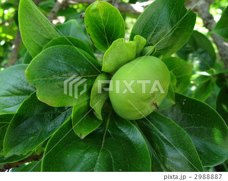 未熟な果実 未熟な果実 2988887