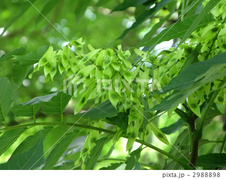 シンジュの種子 2988898