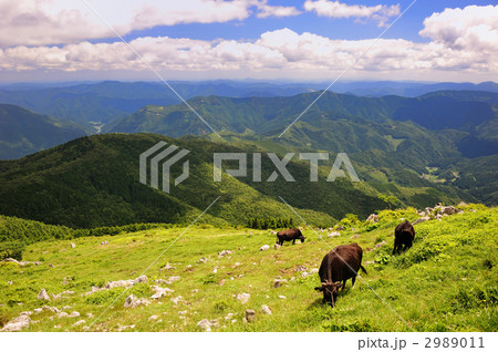 四国カルスト 2989011