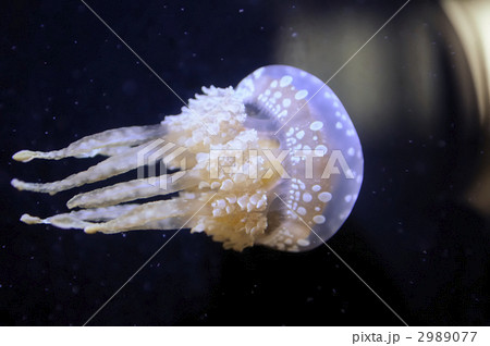 クラゲ 2989077
