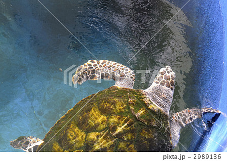 海亀 2989136