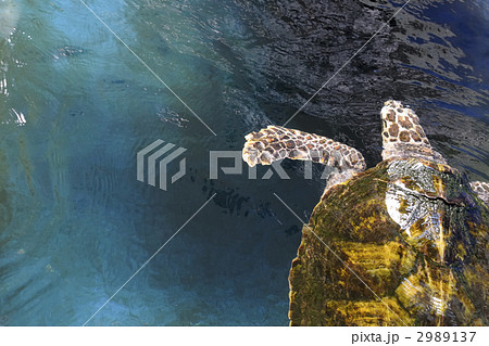 海亀 2989137