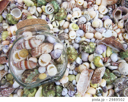 貝殻と瓶 2989502