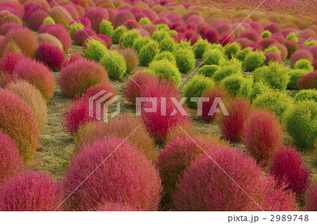 赤と緑のコキア 赤と緑のコキア 2989748