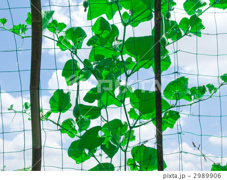 グリーンカーテン 2989906