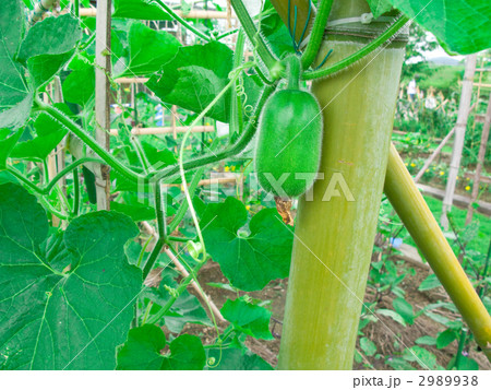 ミニトウガンの実 2989938