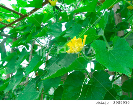 ミニトウガンの花 2989956