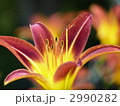 ゆりの花 2990282