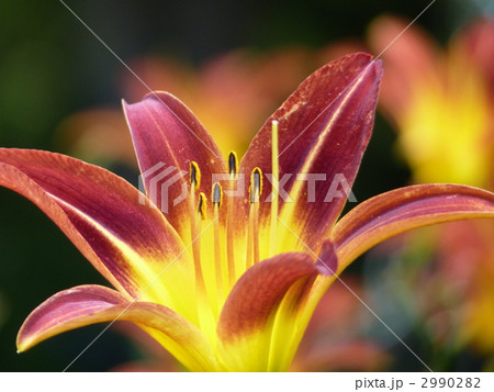 ゆりの花 ゆりの花 2990282