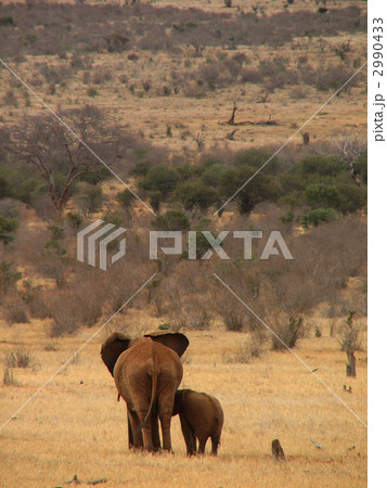 アフリカゾウの親子 アフリカゾウの親子 2990433