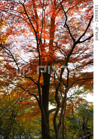 紅葉 彩色 紅葉 彩色 2990831