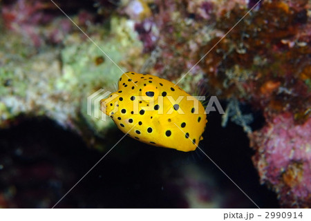 ミナミハコフグ ミナミハコフグ 2990914