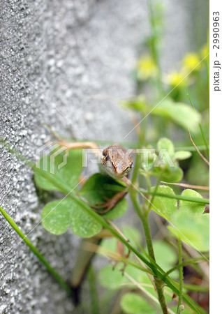 ニホンカナヘビ 2990963