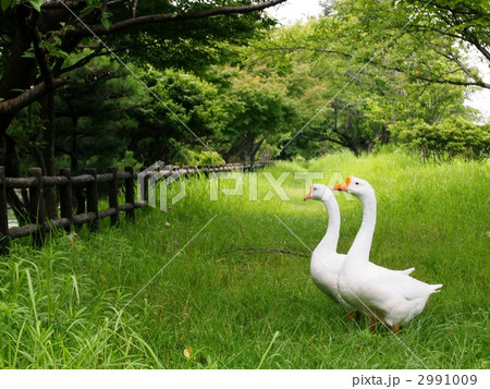 ガチョウの憩い ガチョウの憩い 2991009