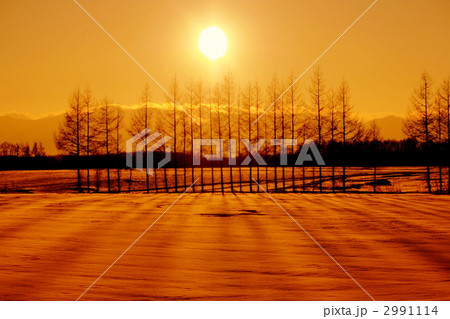 夕暮れの防風林 2991114