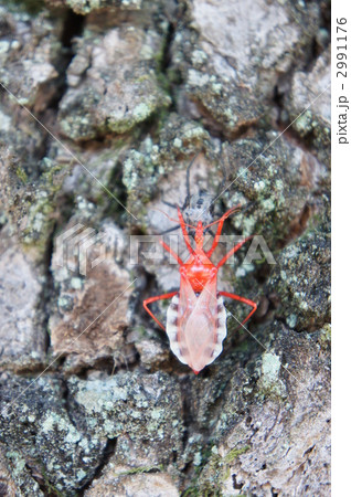 ヨコヅナサシガメ 2991176