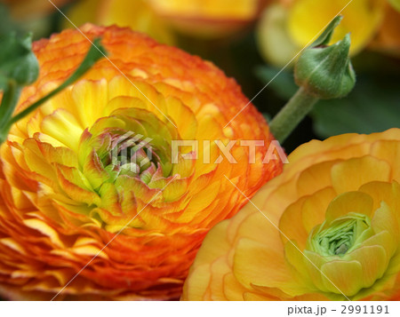 ラナンキュラス 2991191