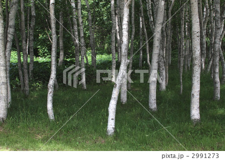 シラカンバの林 2991273
