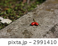 小さな赤い木の実 2991410
