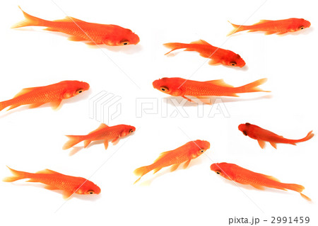 金魚の群れ キンギョの写真素材